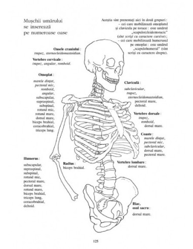 Anatomie pentru mişcare. 