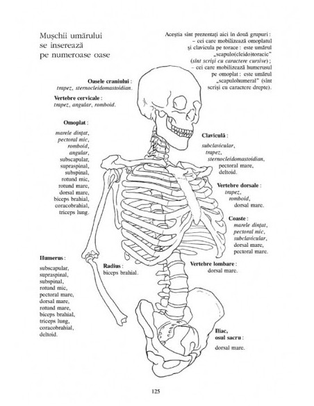 Anatomie pentru mişcare. 
