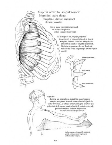 Anatomie pentru mişcare. 