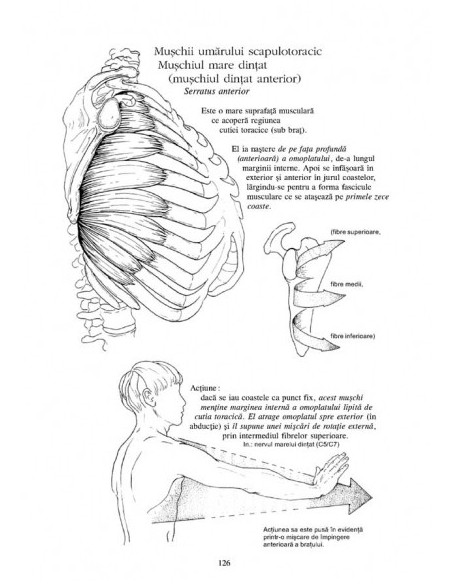 Anatomie pentru mişcare. 