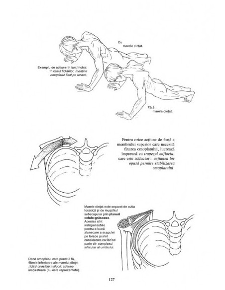 Anatomie pentru mişcare. 