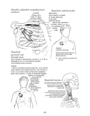 Anatomie pentru mişcare. 