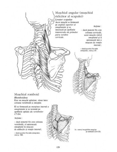 Anatomie pentru mişcare. 