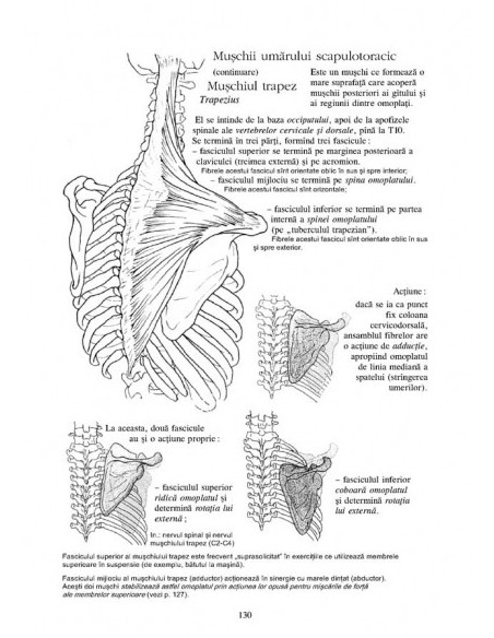 Anatomie pentru mişcare. 