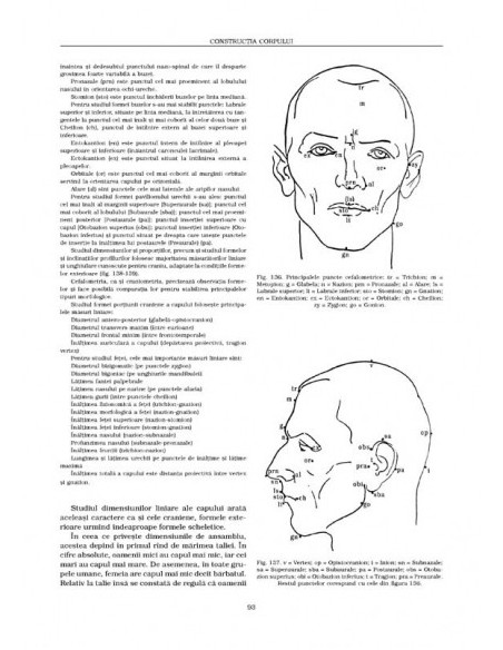 Anatomie artistică (I)