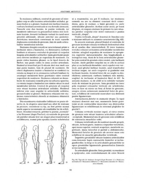 Anatomie artistică (II)