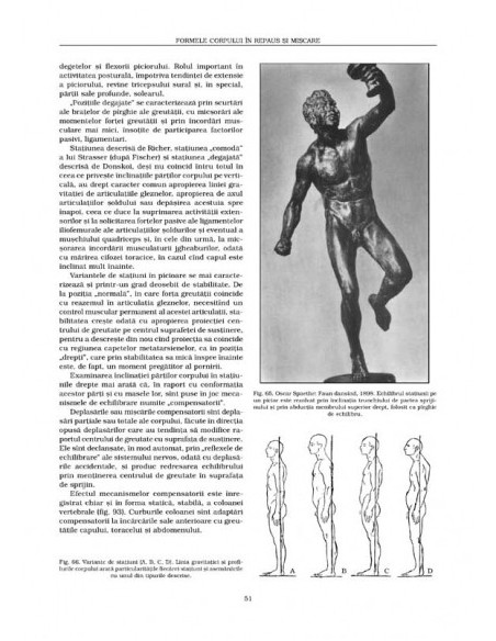 Anatomie artistică (II)