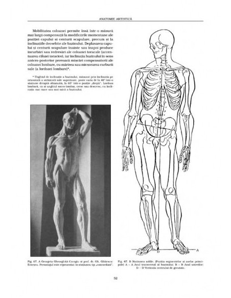 Anatomie artistică (II)