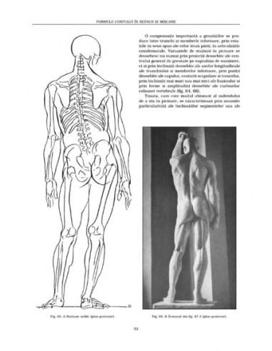 Anatomie artistică (II)