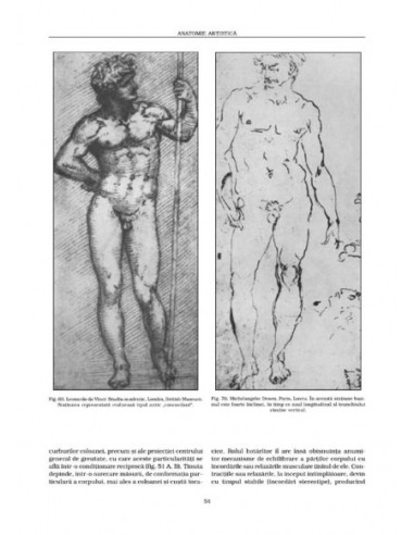 Anatomie artistică (II)