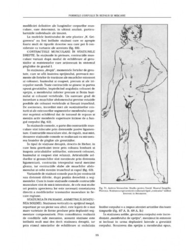 Anatomie artistică (II)