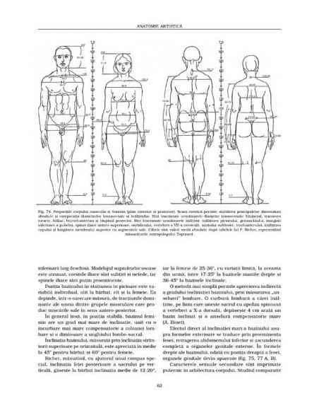 Anatomie artistică (III)
