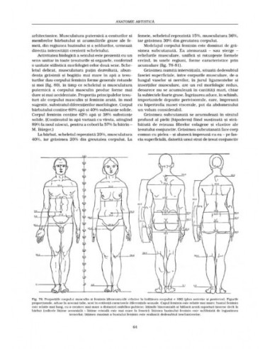 Anatomie artistică (III)