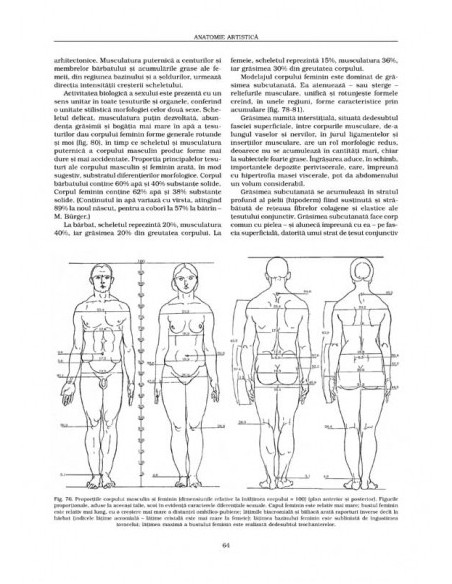 Anatomie artistică (III)