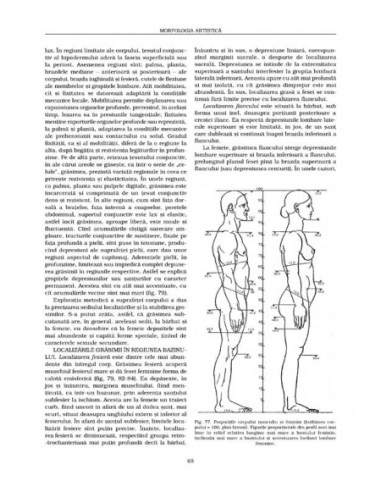 Anatomie artistică (III)