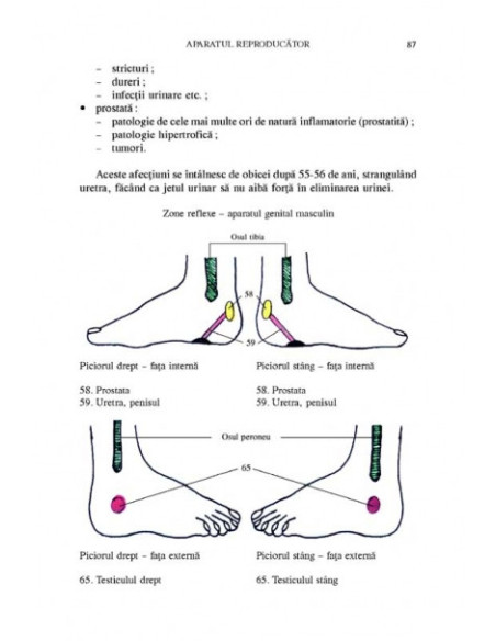 Terapia reflexologică aplicată în patologia femeii în toate etapele vieții