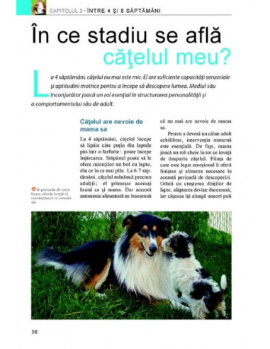 Cum să-ţi educi căţelul. Ghid...