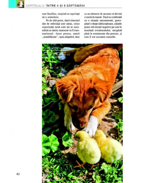 Cum să-ţi educi căţelul. Ghid ilustrat: pas cu pas, lună cu lună