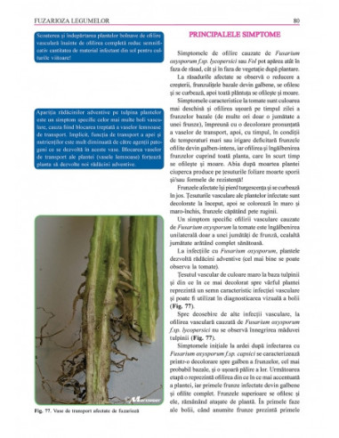 Grădina de legume. Ghid pentru...