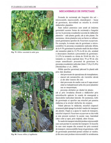 Grădina de legume. Ghid pentru...