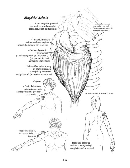 Anatomie pentru mişcare