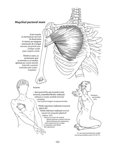 Anatomie pentru mişcare Anatomie pentru mişcare