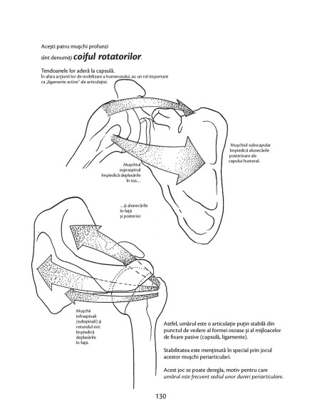 Anatomie pentru mişcare