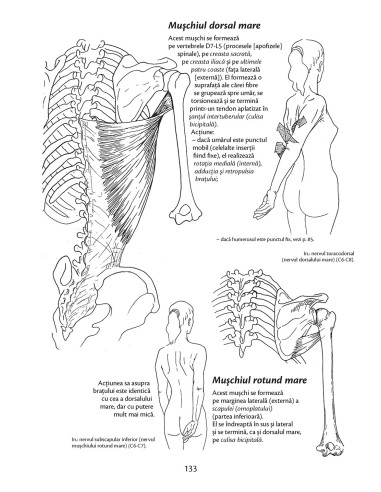 Anatomie pentru mişcare Anatomie pentru mişcare