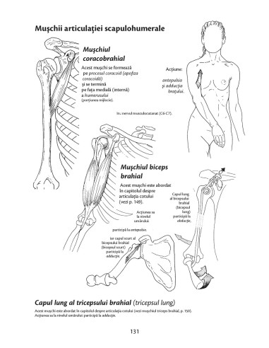 Anatomie pentru mişcare Anatomie pentru mişcare