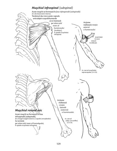 Anatomie pentru mişcare Anatomie pentru mişcare