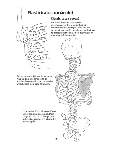 Anatomie pentru mişcare Anatomie pentru mişcare