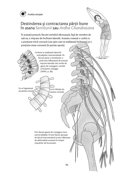 Anatomie pentru yoga