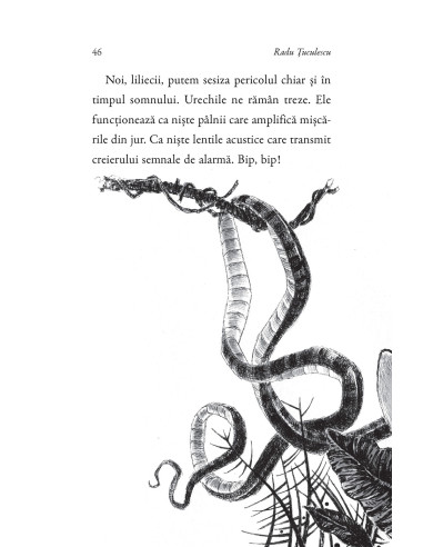 Uimitoarele peripeţii ale liliacului...