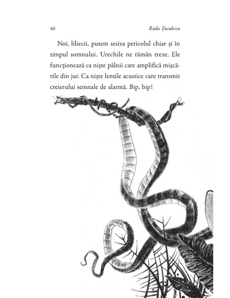 Uimitoarele peripeţii ale liliacului Vico în Mirabelia