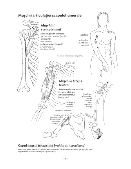 Anatomie pentru mişcare