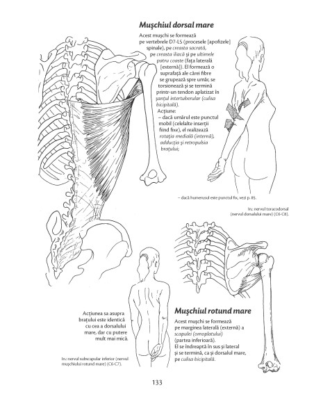 Anatomie pentru mişcare