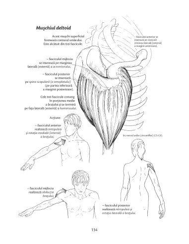 Anatomie pentru mişcare