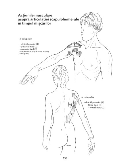 Anatomie pentru mişcare