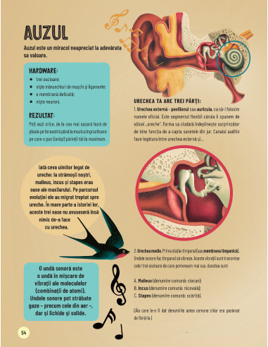 Scurtă călătorie prin corpul uman